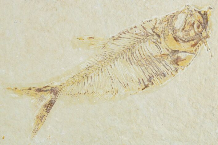 Bargain, Fossil Fish (Diplomystus) - Wyoming #357677